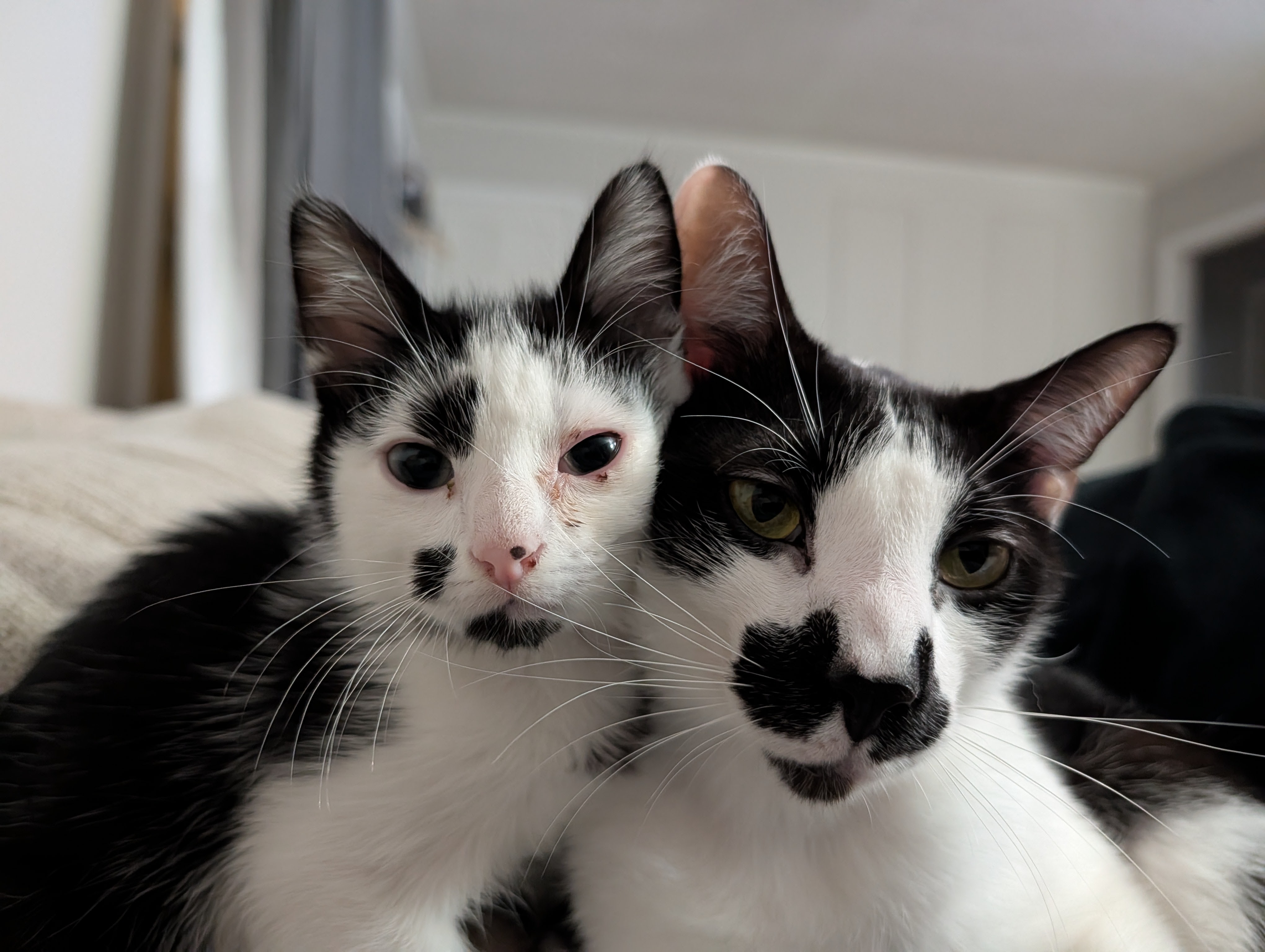 Moomoo and Biscuit